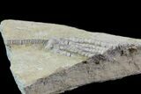Bargain, Decadocrinus Crinoid Fossil - Crawfordsville, Indiana #68480-2